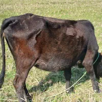 گاو با گوساله ماده|حیوانات مزرعه|صومعه‌سرا, |دیوار