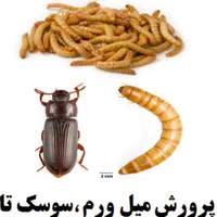 فروش کرم میلورم زنده و خشک،شیفره و سوسک تاریکی|خزنده|تبریز, |دیوار