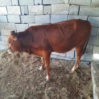 گاو وگوساله|حیوانات مزرعه|میناب, |دیوار