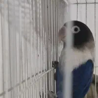 کتوله|پرنده|بیرجند, |دیوار