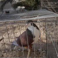 خوشرنگ|پرنده|برازجان, |دیوار