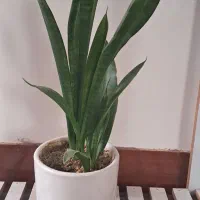 استند و گل طبیعی|گل و گیاه طبیعی|بیرجند, |دیوار