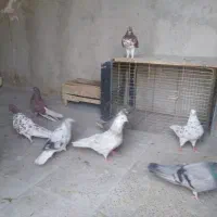 فروش کبوتر