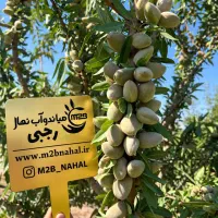 احداث باغ با نهال بادام درجه یک ریشه دار تنومند