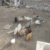 غاز و مرغ محلی|حیوانات مزرعه|جلفا, |دیوار