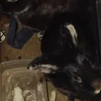 دوتا خرگوش دونه ی ۲۵۰تومان به فروش میرود