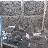 اردک روسی و غاز محلی