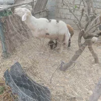 قوچ جوان تیزران|حیوانات مزرعه|گنبد کاووس, |دیوار