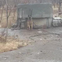 ژرمن شپرد اصل|سگ|تبریز, |دیوار