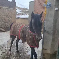 مادیان یورقه (یورغه)