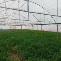 گلخانه دوقلو