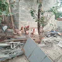 مرغ تخمگذار|حیوانات مزرعه|تهران, تهرانپارس شرقی|دیوار