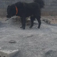 سیاه دم فر