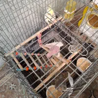 عروس هلندی بالغ|پرنده|پاکدشت, پاکدشت (مامازند)|دیوار