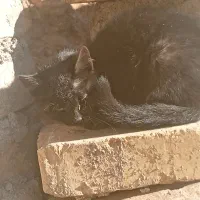 بچه گربه|گربه|زنجان, |دیوار