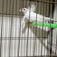 فنچ نرگس مولدجفت