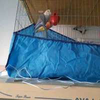 طوطی بزیلی نروماده مولد|پرنده|بابل, |دیوار