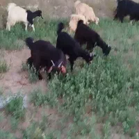 فروش تعدادی بزغاله ماده