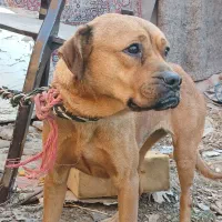 سگ روتوایلر ماده جوان|سگ|مشکین‌دشت, |دیوار