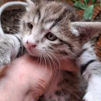 پشمالوهای ملوس