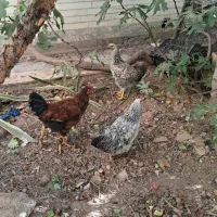 ۲عددمرغ یک خروس ۷ماهه
