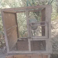 قفس  فروشی|لوازم جانبی حیوانات|امیدیه, |دیوار