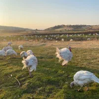 بوقلمون|حیوانات مزرعه|بانه, |دیوار