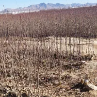 نهال شناسه دار نهالستان محسن|خدمات باغبانی و درختکاری|تیران, |دیوار