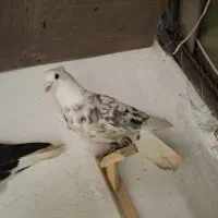 یک شازده هفت رنگ کاکلی نر