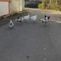 غاز و بوقلمون|حیوانات مزرعه|کلاچای, |دیوار