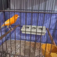 قناری نر بخون قرمز قدیم|پرنده|اردبیل, |دیوار