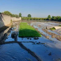 نشاء هاشمی سینی نشا بذر هاشمی