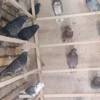 کفتر|پرنده|زالیان, |دیوار