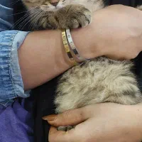 واگذاری بچه گربه 3 ماهه|گربه|بروجرد, |دیوار