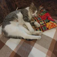 گربه آروم و عقیم شده رایگان|گربه|ارومیه, |دیوار