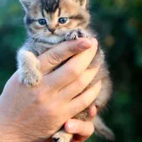 اسکاتیش بریتیش ماده بچه|گربه|رشت, منظریه|دیوار