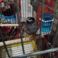 مرغ مینا  نر شاه تخم