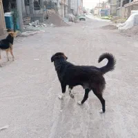 فروش سگ قدرجانی ۵میلیون