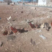 خروس|حیوانات مزرعه|نظرآباد, رسالت|دیوار