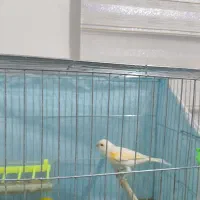 قناری نر و ماده با دوعدد قفس|پرنده|فولادشهر, مسکن مهر فولادشهر|دیوار