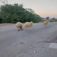 ۳ عدد بره نر