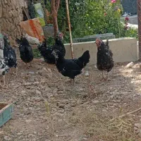 مرغ گلین