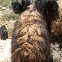 قوچ