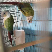 گرینچک جفت مولد رنگهای مختلف دهن جور|پرنده|رباطکریم, رباطکریم|دیوار