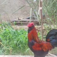 مرغ خروس ریشی درجه یک