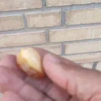 نخل|گل و گیاه طبیعی|شوش, |دیوار