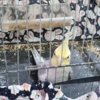 عروس هلندی نر و ماده