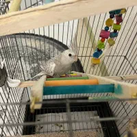 عروس هلندی وایت فیس و گل باقالی نر