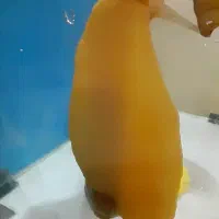 ۷ عدد حلزون اچاتینا بالغ مولد|خزنده|تهران, آذربایجان|دیوار