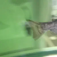 ماهی سورم وکت چوبی و لجن خوار